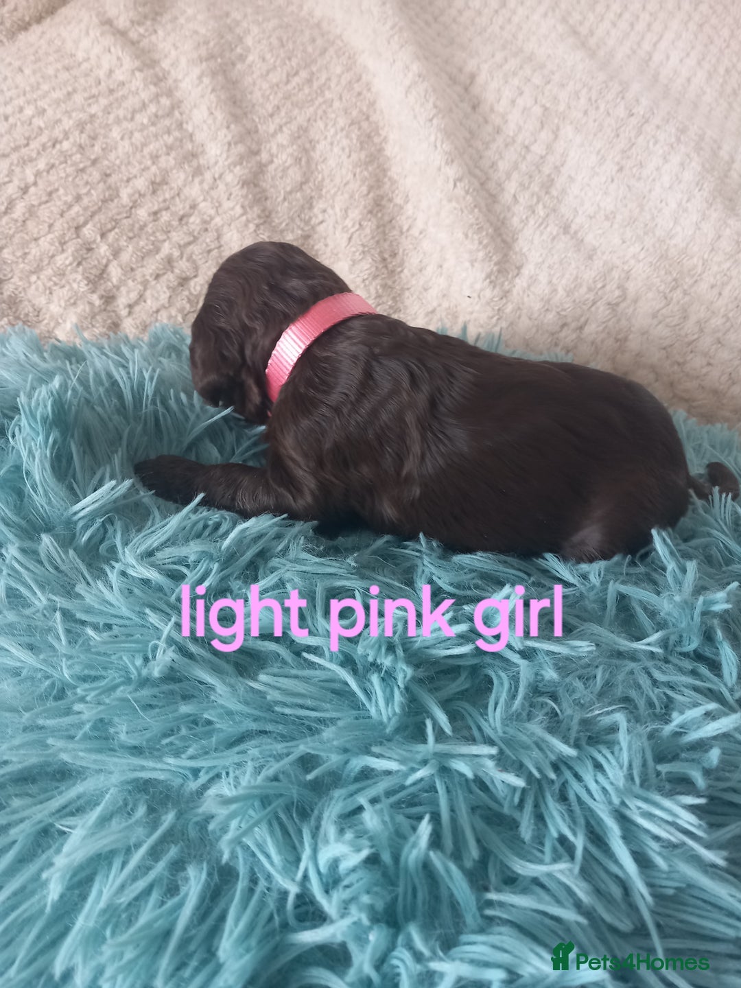 Cockapoo dogs for sale: Cockerpoo puppies  - Image 14