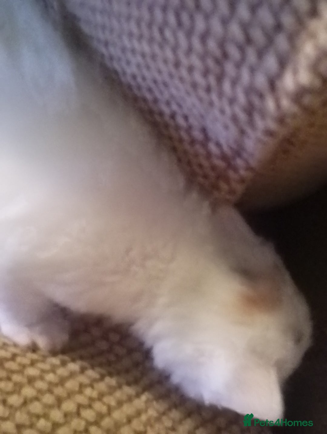 Turkish Angora cats for sale: Turkish angora kittens  - Advert 10