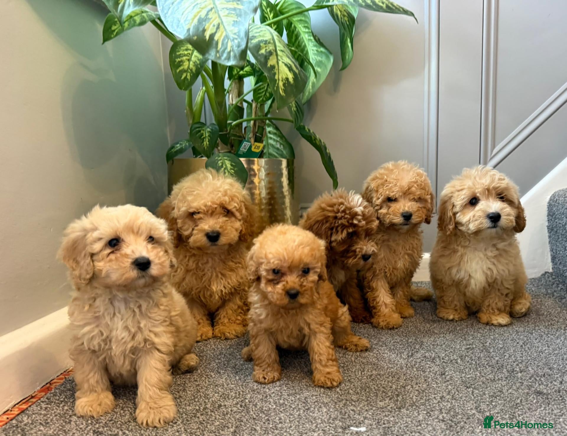 Coton De Tulear dogs for sale: COTON NOODLES PUPPIES READY NOW  - Advert 3