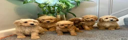 Coton De Tulear dogs for sale: COTON NOODLES PUPPIES READY NOW  - Advert 1