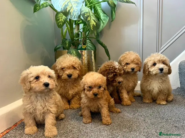 Coton De Tulear dogs for sale: COTON NOODLES PUPPIES READY NOW - Advert 3