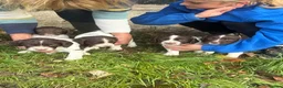 English Springer Spaniel dogs for sale: Beautiful intelligent springer puppies  - Advert 3