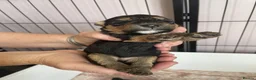 Lakeland Terrier dogs for sale: Kc registered Lakeland puppies in Shaftesbury - Advert 3