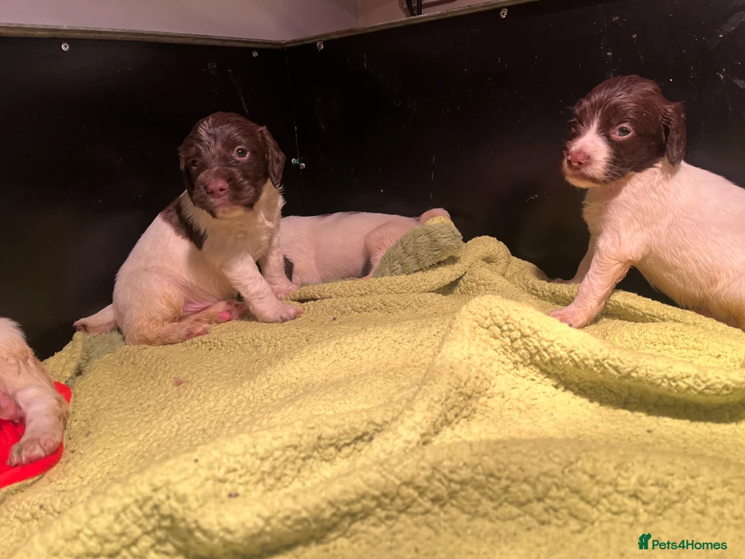 English Springer Spaniel dogs for sale: Springer Spaniel puppies  - Advert 10