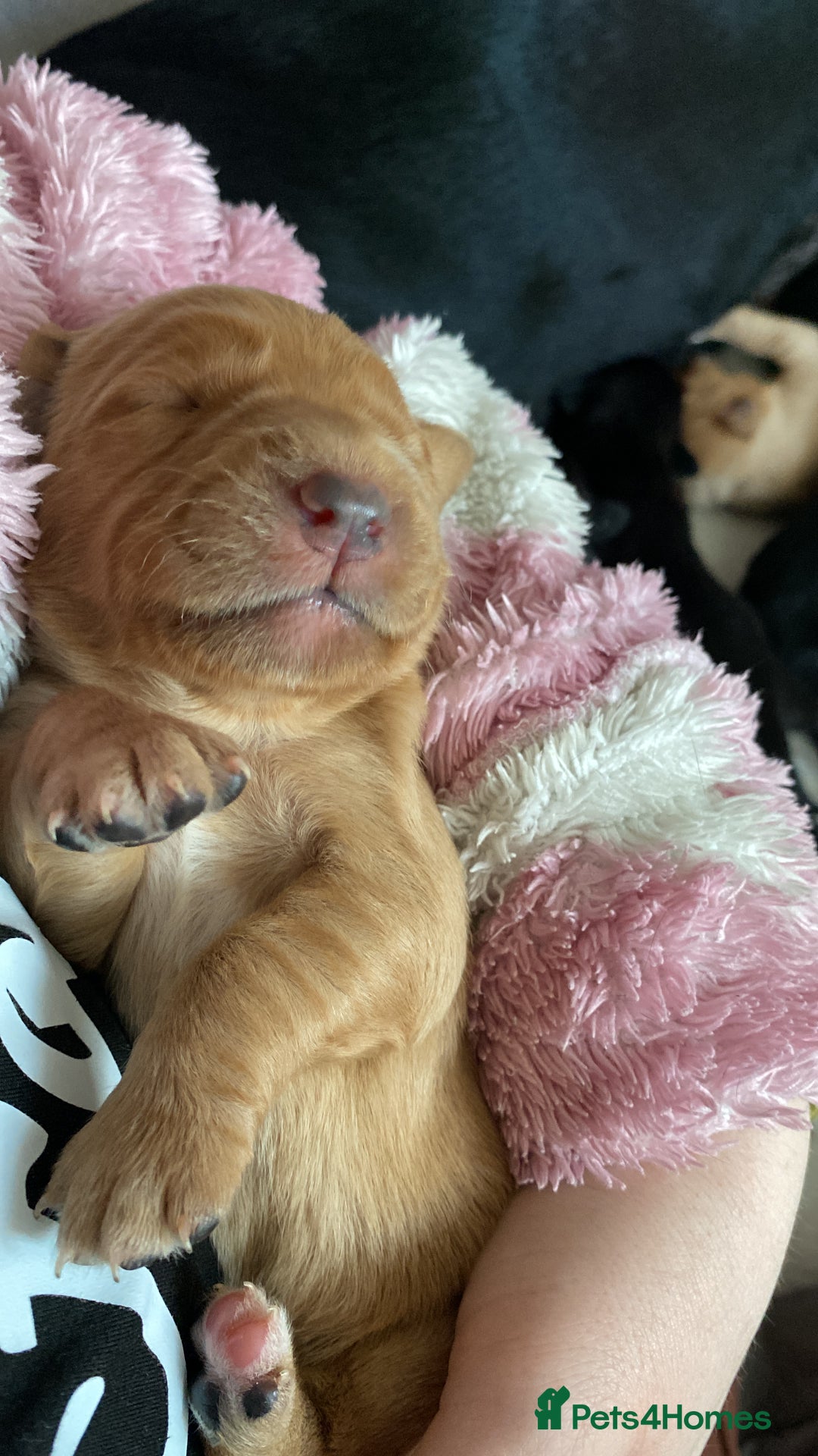 Springador dogs for sale: Labrador puppies - Advert 11