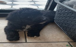 Bernedoodle dogs for sale: 🐾🐶 Stunning chunky bernedoodle babies 🐶🐾 - Image 14