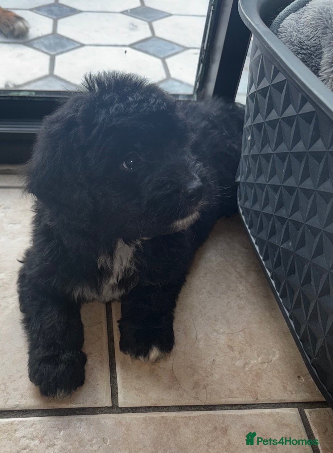 Bernedoodle dogs for sale: 🐾🐶 Stunning chunky bernedoodle babies 🐶🐾 - Image 14