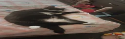 Domestic Shorthair cats for sale: Female cat 💗 - Advert 6