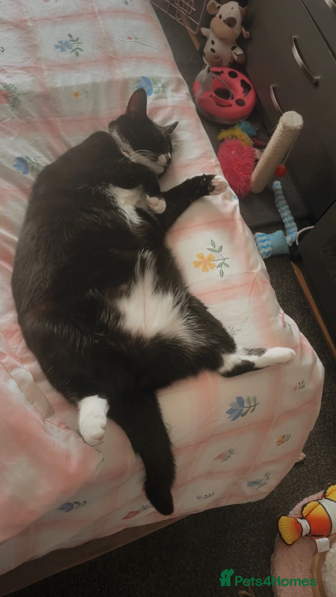 Domestic Shorthair cats for sale: Female cat 💗 - Advert 6