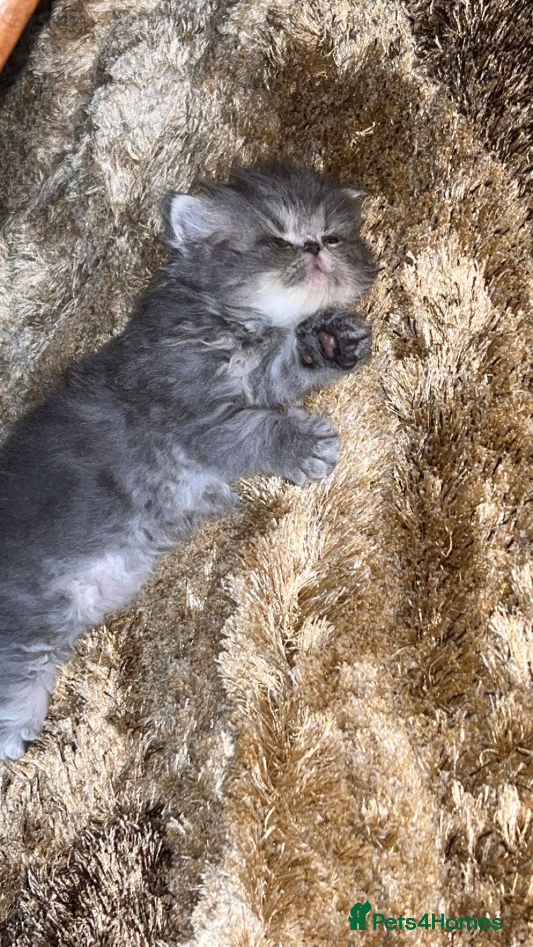 Persian cats for sale: Blue Persian  in Chesterfield - Image 9