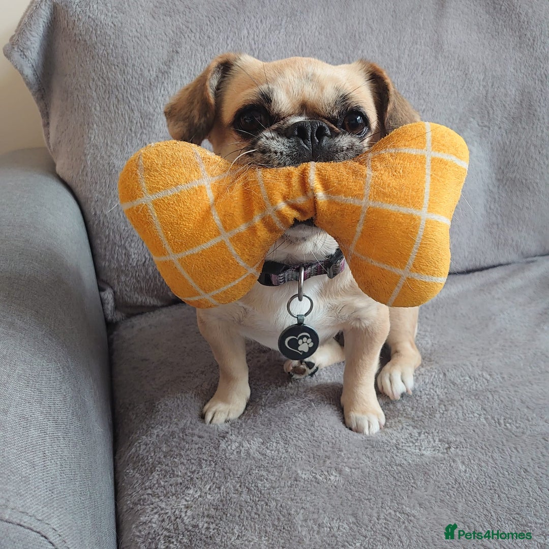 Puggle dogs for adoption: 💖🐶LOLA 2 -affectionate & sweet PugxFrenchie🐶💖 - Image 2
