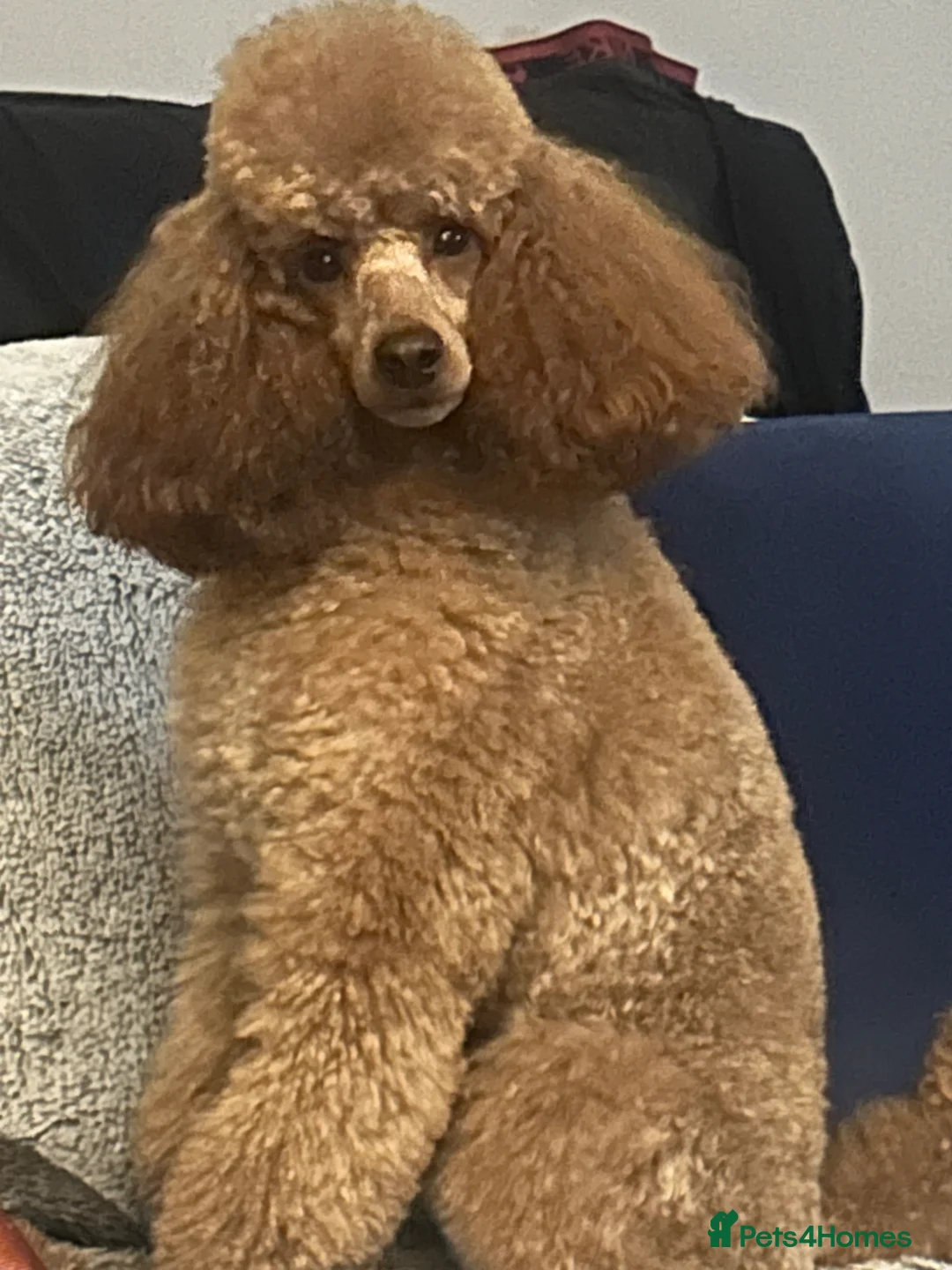 Miniature Poodle dogs for sale: Beautiful Red miniature poodle  - Advert 1