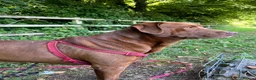 Labrador Retriever dogs for sale: Beautiful Labrador Puppies ready now - Advert 4