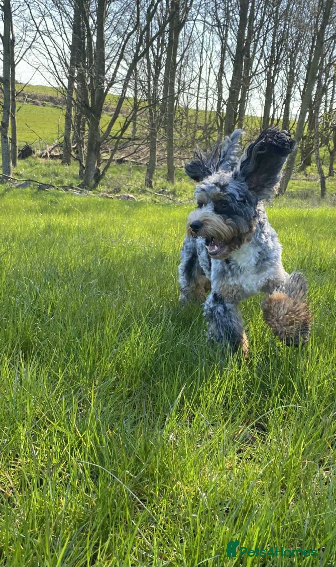 Cockapoo dogs for stud: unique and beautiful f3 american cockapoo stud - Advert 4