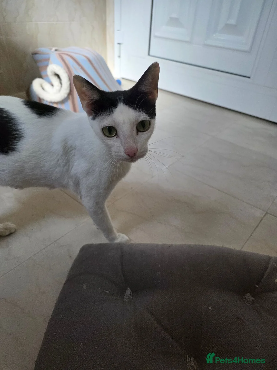 Arabian Mau cats for adoption: Mummy Isla - Advert 1