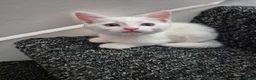 Turkish Angora cats for sale: Kittens for sale  - Advert 3