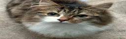Siberian cats for sale: Rare Beautiful Young Kittens – Bonded Pair  - Advert 4
