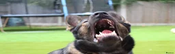German Shepherd dogs for stud: Beautiful male GSD - Advert 3