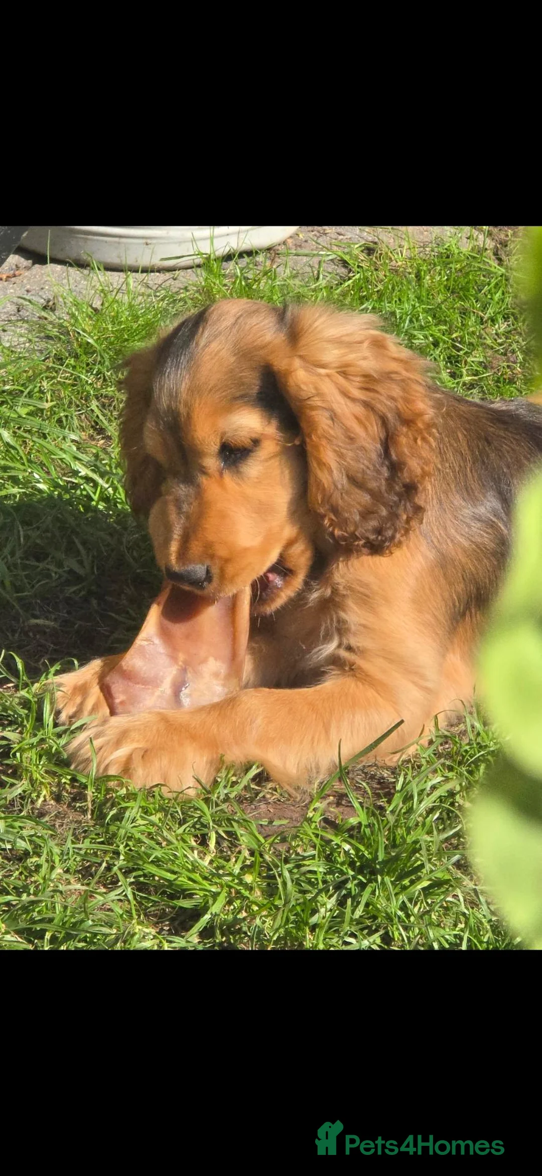 Cocker Spaniel dogs for sale: Loving home for Daisy needed  in Worthing - Advert 5