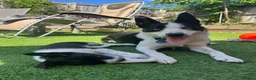 Border Collie dogs for stud: PROVEN ISDS & KC Reg Working Border Collie in Farnborough - Advert 9