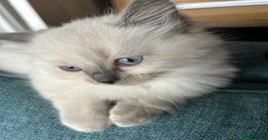 Ragdoll cats - Advert 16