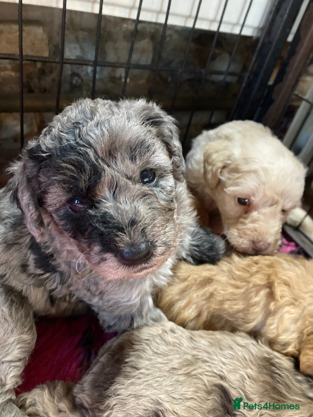 Bordoodle dogs for sale:  Beautiful Bordoodle Puppies inc Merle/Apricot - Advert 26