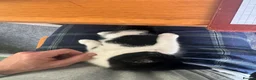 Mixed Breed cats for sale: Two black and white Cats for sale  in Rotherham - Advert 8
