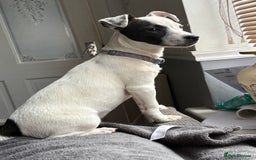 Jack Russell dogs for sale: Jack Russell for sale - Image 3