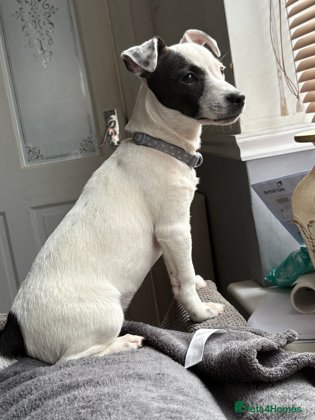 Jack Russell dogs for sale: Jack Russell for sale - Image 3
