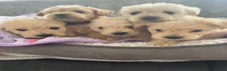 Westiepoo dogs for sale: Beautiful westiepoo puppies  - Advert 8