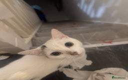 Domestic Shorthair cats for sale: Snow White sisters ❄️🥰 - Image 15