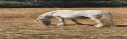 Welsh Section A horses for sale: Sweet 11.1 Mare 13 years young  - Advert 3