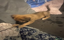 Mixed Breed dogs for sale: German Sheperd cross Lurcher Puppies - Image 15