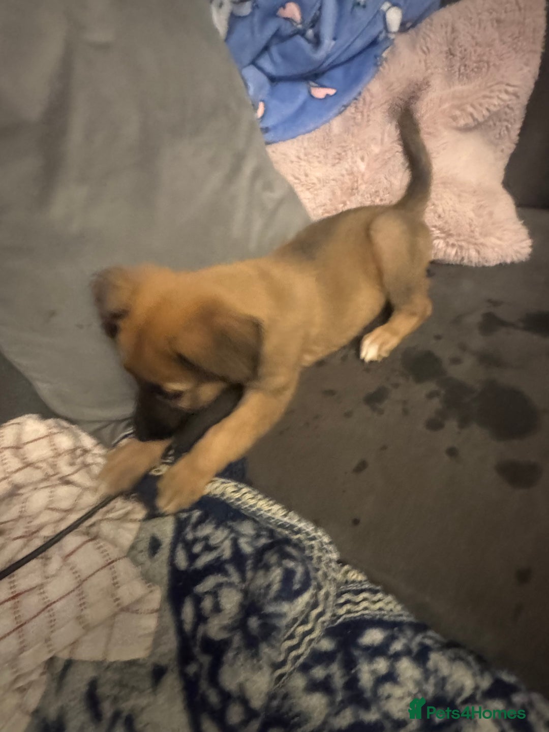 Mixed Breed dogs for sale: German Sheperd cross Lurcher Puppies - Image 15