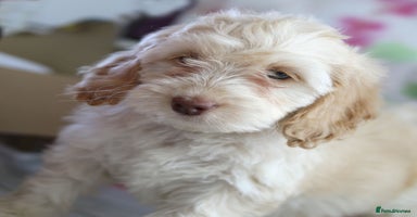 Cockapoo dogs - Advert 7