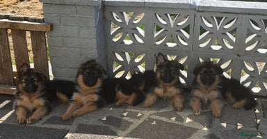 German Shepherd dogs - Advert 13