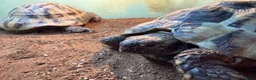 Hermann Tortoise reptiles for sale: Two male Herman tortoises  in Portsmouth - Advert 1
