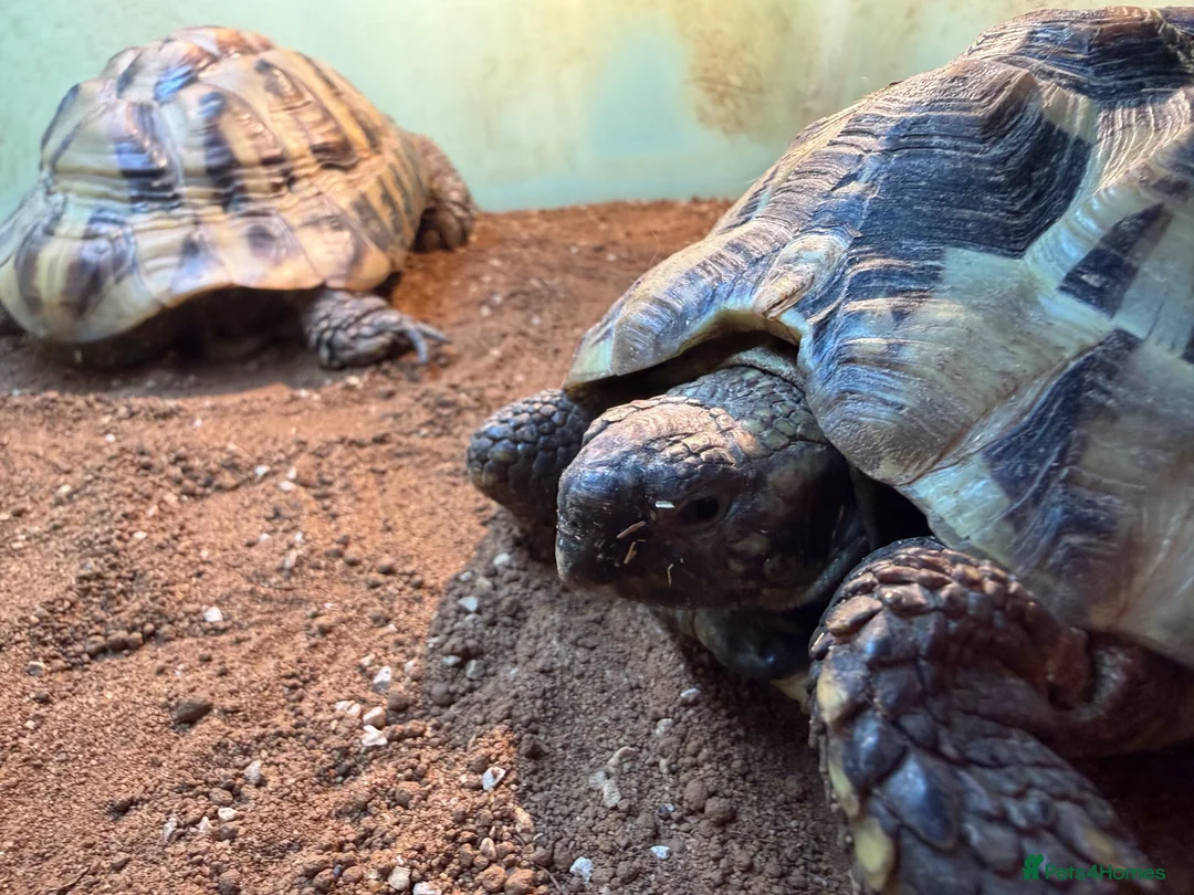 Hermann Tortoise reptiles for sale: Two male Herman tortoises  in Portsmouth - Advert 1