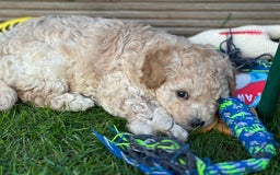 Toy Poodle dogs for sale: Toy Poodle Puppies - Extensively Health checked  - Image 1