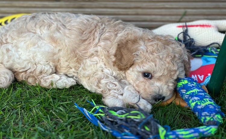 Toy Poodle dogs - Advert 4