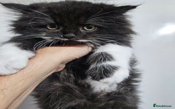 Mixed Breed cats for sale: Adorable Fluffy little Boy  - Image 7