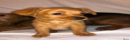 Mixed Breed dogs for sale: 3 Beautiful Jack Russell’s in Leeds - Advert 4