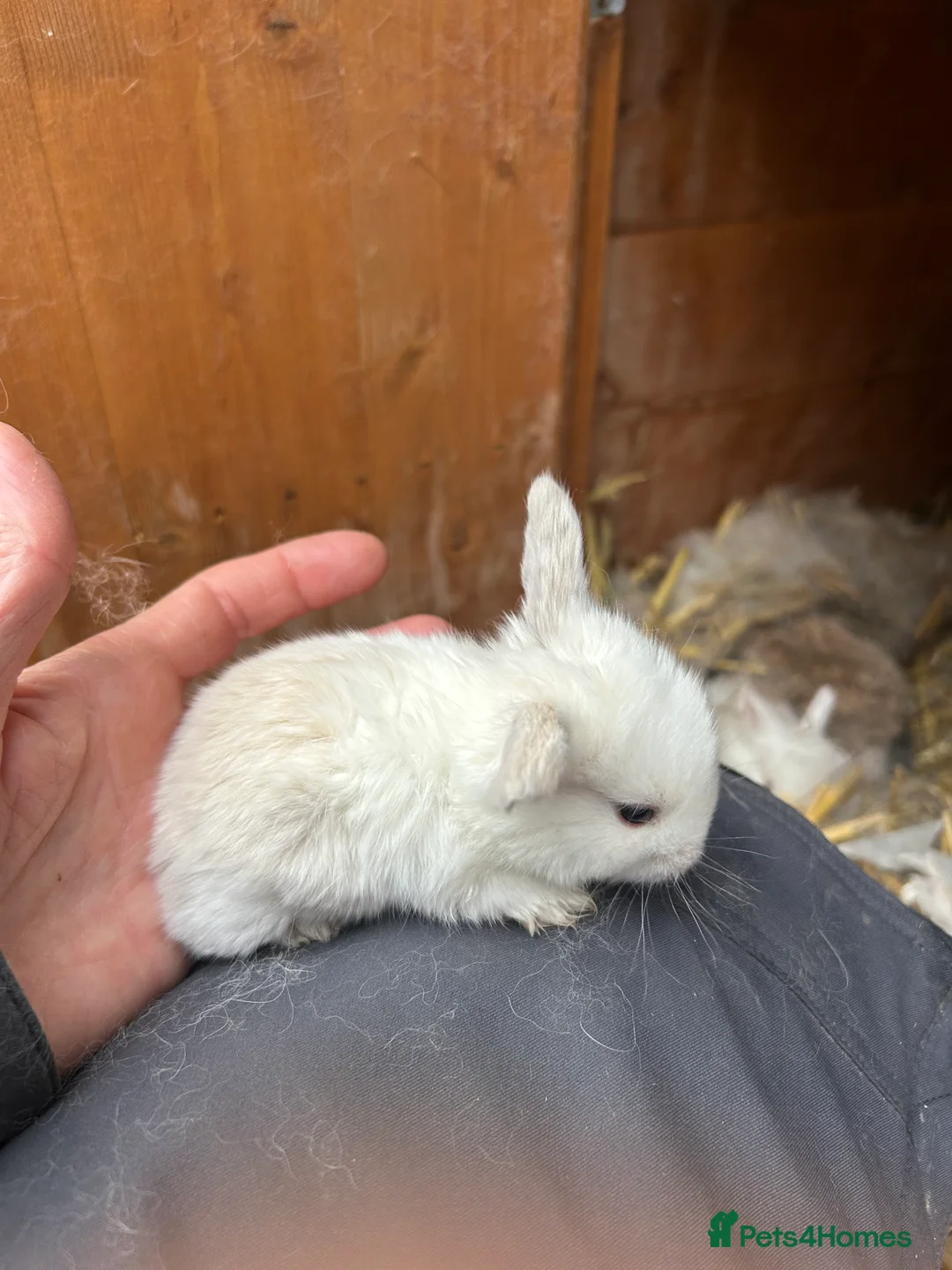 Mini Lop rabbits for sale: Beautiful baby mini lop bunnies ready March  - Advert 11