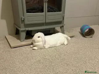 French Lop rabbits Nearly year old female lop sadly up for rehoming - Advert 1