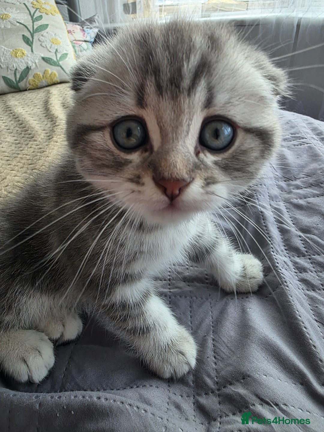 Scottish Fold cats for sale: Tabby Scottish Fold Kittens - Advert 38