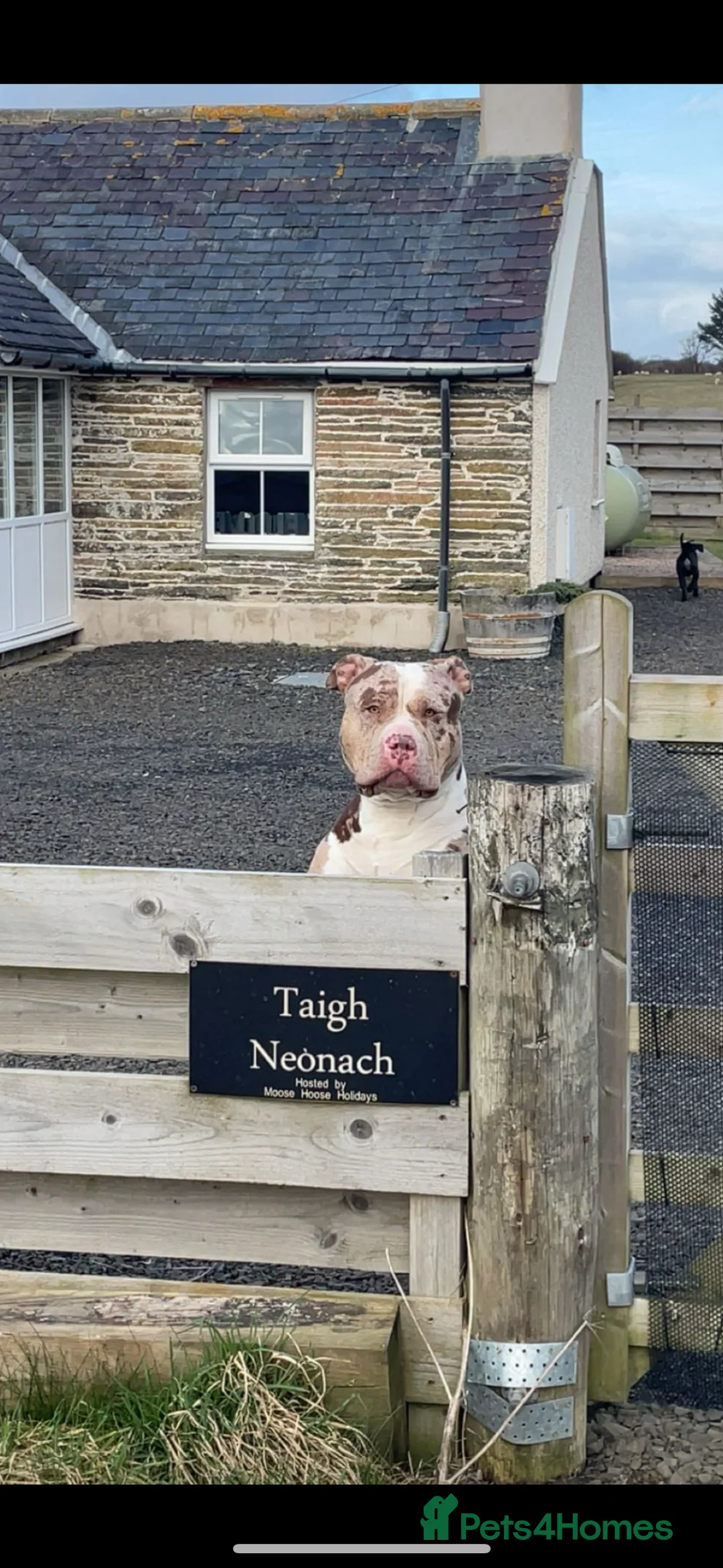 Mixed Breed dogs for sale: Stunning girl looking for forever home  - Advert 1