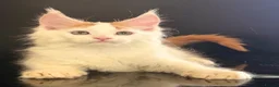 Maine Coon cats for sale: Beautiful maine coon kittens - Advert 22