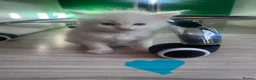 Ragdoll cats for sale: Gorgeous Ragdoll kittens for sale - Advert 27