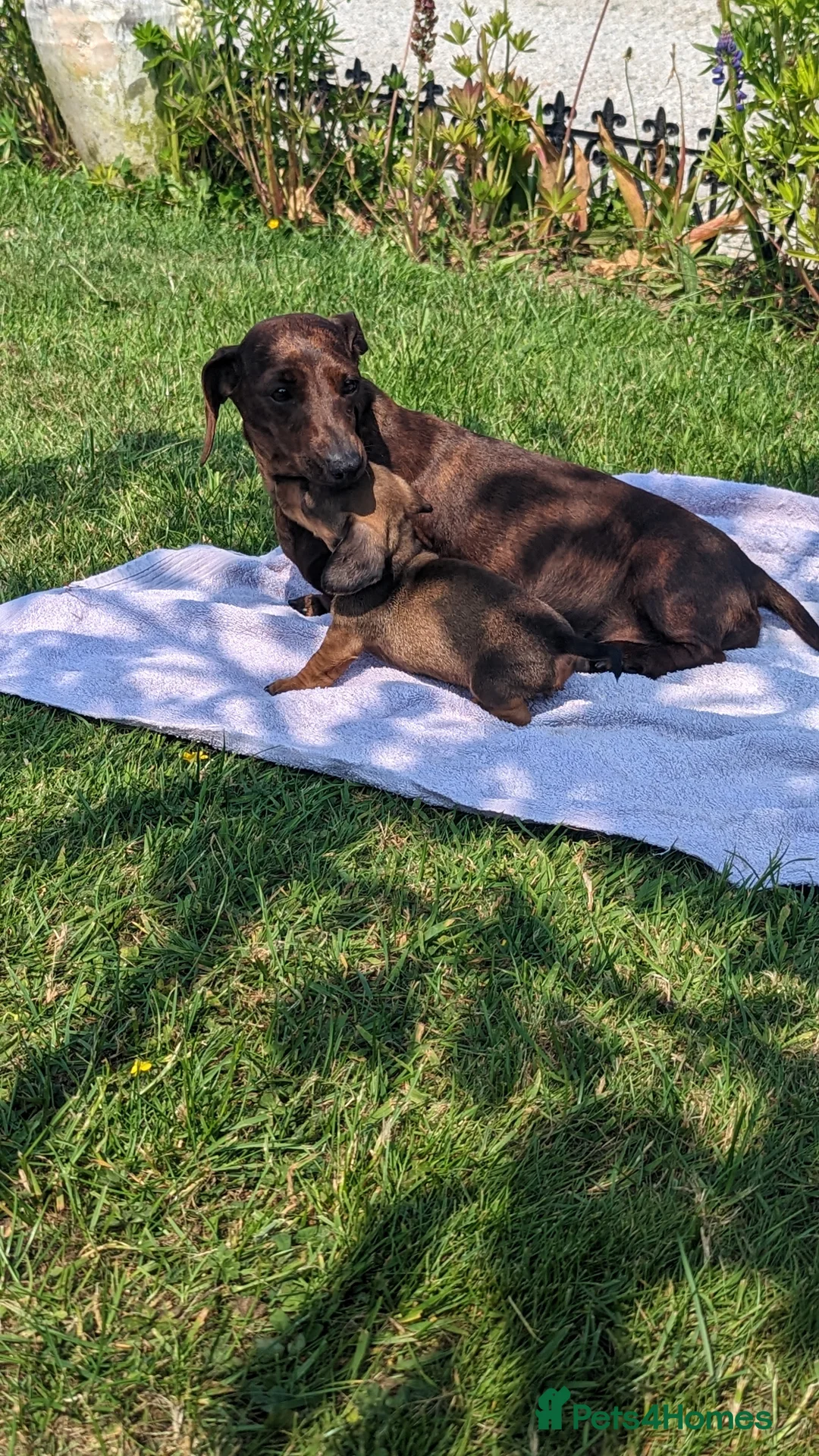 Miniature Dachshund dogs for sale: Kc reg pra clear - Advert 5