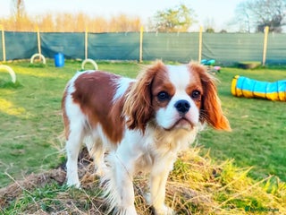 Cavalier King Charles Spaniel dogs in Liverpool - Advert 6